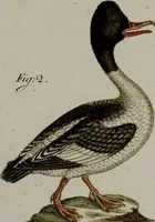 Picture 172 of 173 from (Band 2) (1795), leaf 300