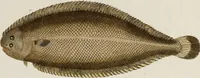 Picture 19 of 173 from (Band 2) (1795), leaf 39