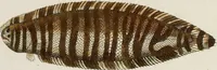 Picture 20 of 173 from (Band 2) (1795), leaf 39