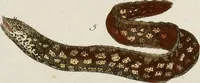 An illustration from (Band 2) (1795)