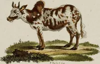 Picture 23 of 173 from (Band 2) (1795), leaf 42