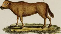An illustration from (Band 2) (1795)