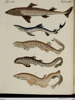 Picture 30 of 173 from (Band 2) (1795), leaf 54