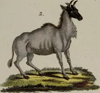 An illustration from (Band 2) (1795)
