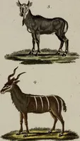 Picture 34 of 173 from (Band 2) (1795), leaf 57