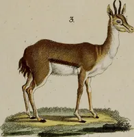 Picture 38 of 173 from (Band 2) (1795), leaf 66