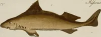 Picture 42 of 173 from (Band 2) (1795), leaf 69