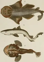 Picture 43 of 173 from (Band 2) (1795), leaf 69