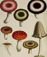 Picture 44 of 173 from (Band 2) (1795), leaf 72