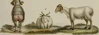 Picture 48 of 173 from (Band 2) (1795), leaf 78