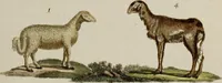 Picture 51 of 173 from (Band 2) (1795), leaf 81