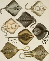 Picture 52 of 173 from (Band 2) (1795), leaf 84
