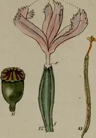 Picture 53 of 173 from (Band 2) (1795), leaf 87