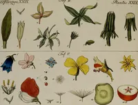 An illustration from (Band 2) (1795)