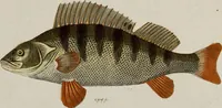 An illustration from (Band 2) (1795)