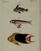 An illustration from (Band 3) (1798)
