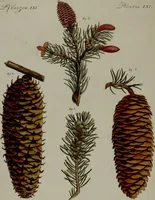 Picture 56 of 161 from (Band 3) (1798), leaf 108