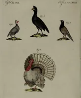 Picture 58 of 161 from (Band 3) (1798), leaf 114
