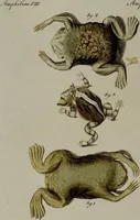An illustration from (Band 3) (1798)