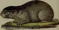 An illustration from (Band 3) (1798)