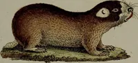 An illustration from (Band 3) (1798)