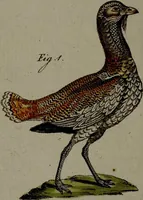 An illustration from (Band 3) (1798)