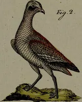 An illustration from (Band 3) (1798)