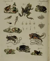 An illustration from (Band 3) (1798)