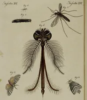 An illustration from (Band 3) (1798)