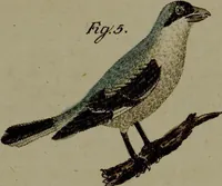 An illustration from (Band 3) (1798)