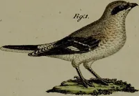 An illustration from (Band 3) (1798)
