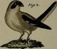 An illustration from (Band 3) (1798)