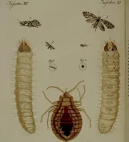 Picture 74 of 161 from (Band 3) (1798), leaf 147
