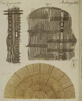 Picture 75 of 161 from (Band 3) (1798), leaf 150