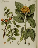 Picture 106 of 161 from (Band 3) (1798), leaf 201