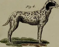 Picture 108 of 161 from (Band 3) (1798), leaf 204