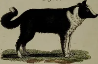 Picture 109 of 161 from (Band 3) (1798), leaf 204
