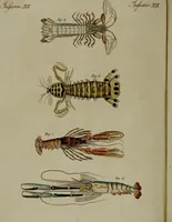 An illustration from (Band 3) (1798)