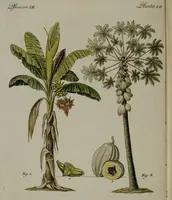 An illustration from (Band 3) (1798)