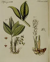 An illustration from (Band 3) (1798)