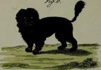 Picture 116 of 161 from (Band 3) (1798), leaf 216