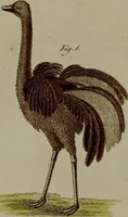 An illustration from (Band 3) (1798)