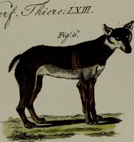 Picture 124 of 161 from (Band 3) (1798), leaf 233