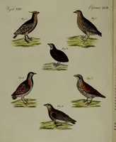 Picture 127 of 161 from (Band 3) (1798), leaf 236