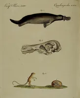 An illustration from (Band 3) (1798)