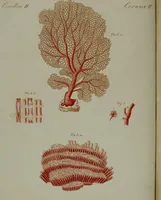 Picture 132 of 161 from (Band 3) (1798), leaf 251