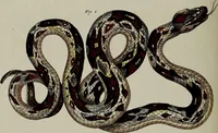 Picture 134 of 161 from (Band 3) (1798), leaf 257