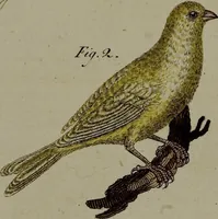 An illustration from (Band 3) (1798)