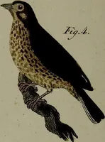 Picture 139 of 161 from (Band 3) (1798), leaf 260