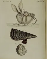 An illustration from (Band 3) (1798)